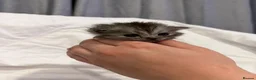 Persian cats for sale: all kittens on hold - Advert 4