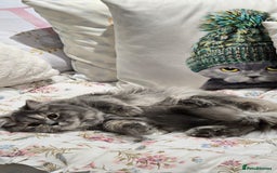Persian cats for sale: Persian Dollface Kittens  - Image 14