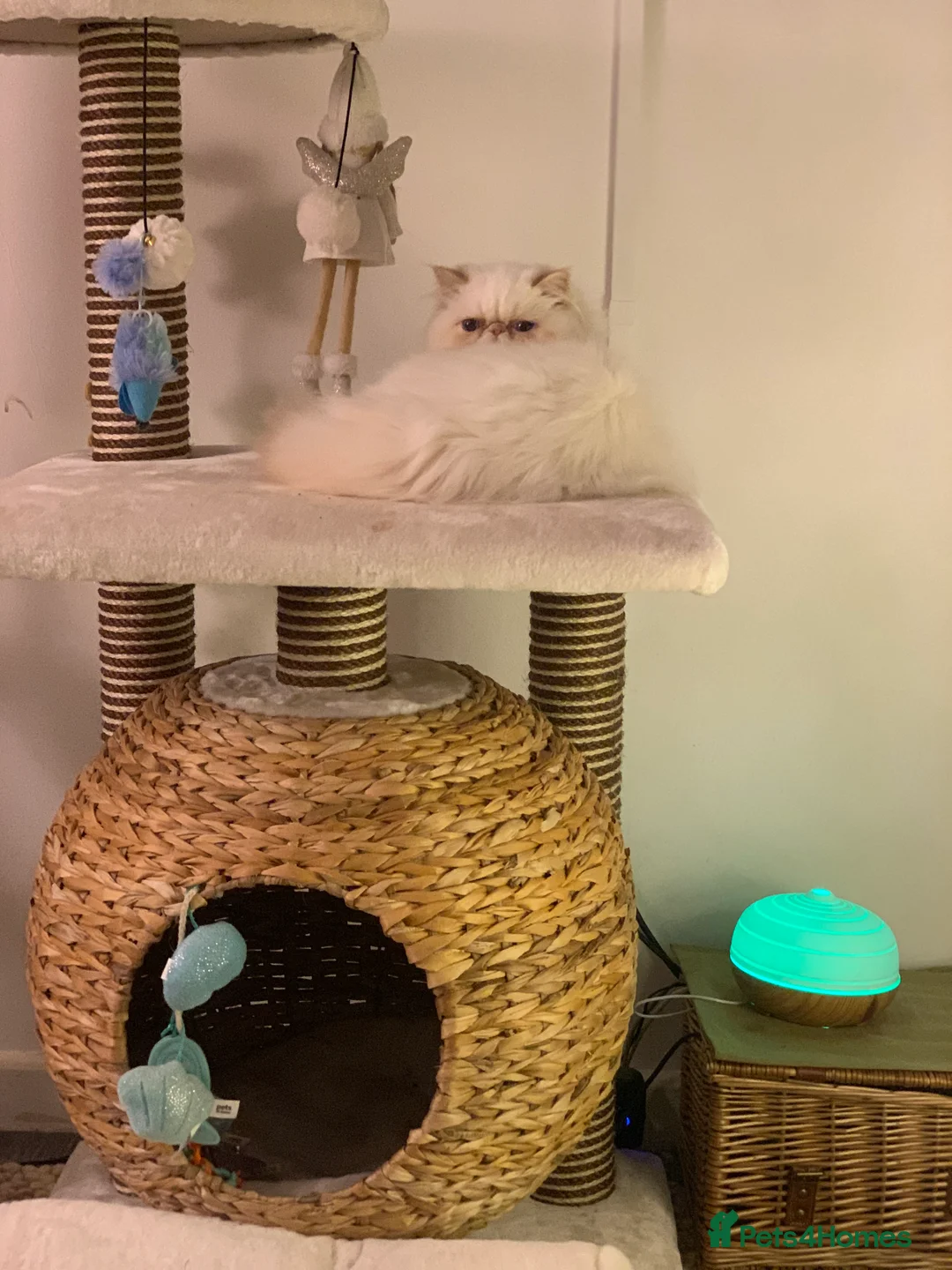 Persian cats for sale: Persian long and thick hair 5mo boy  - Advert 9