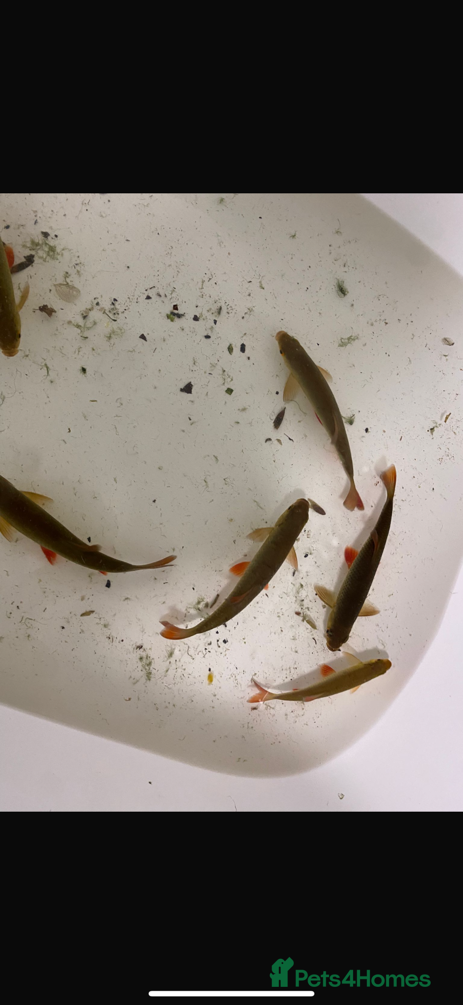 Pond Fish fish Red rud pond fish - Advert 1