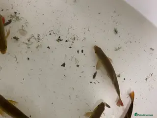 Pond Fish fish Red rud pond fish - Advert 14