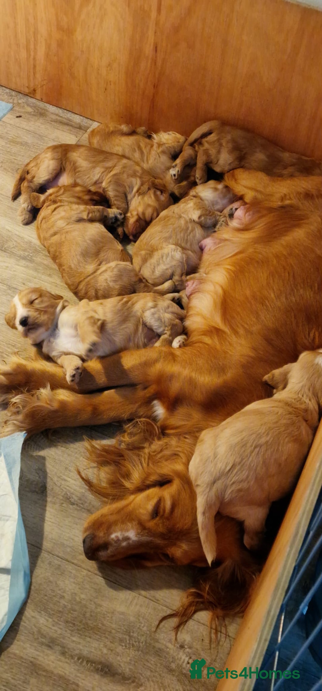 Cockapoo dogs for sale: 7 beautiful cockapoos  - Image 1