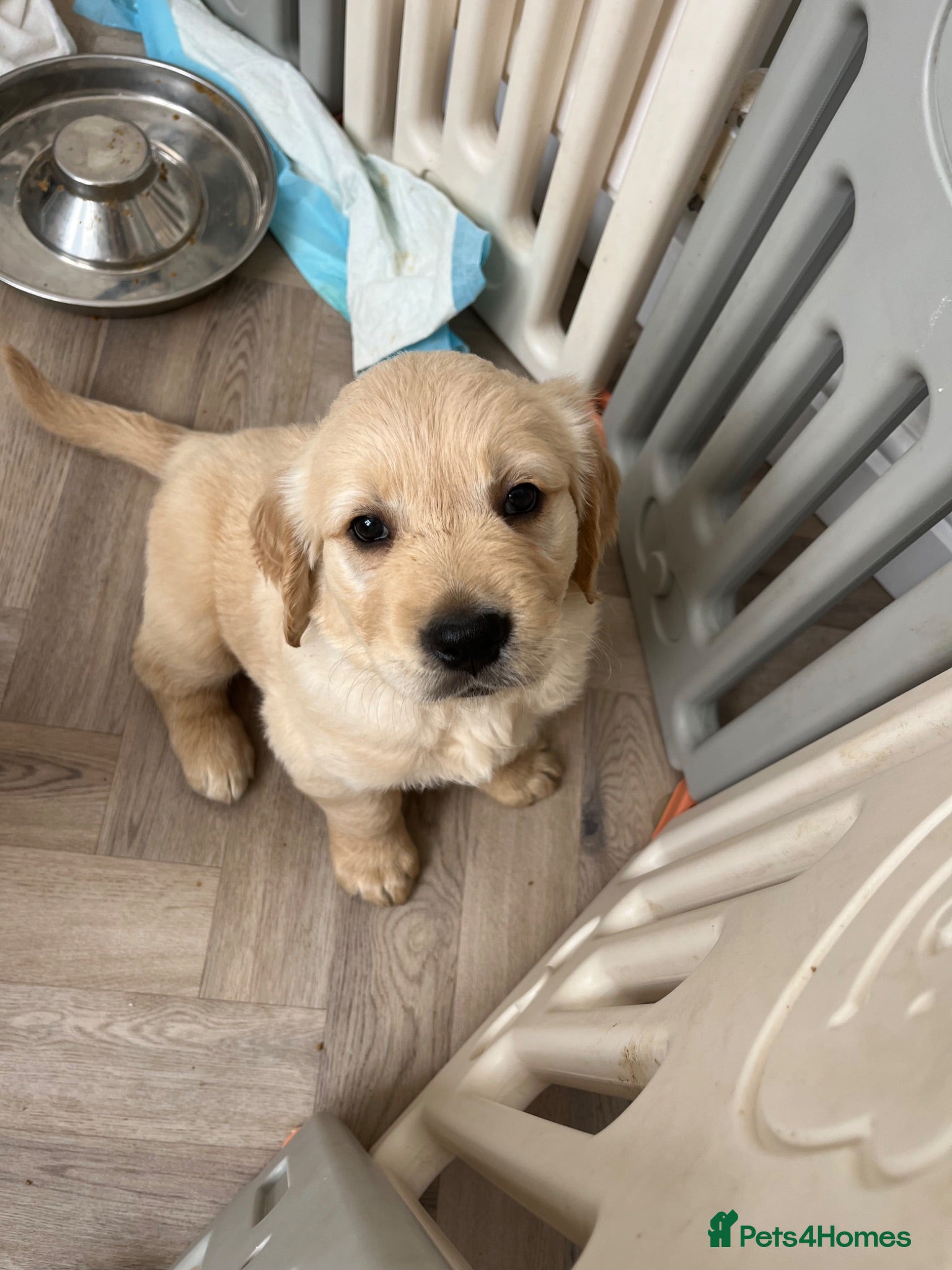 Golden Retriever dogs  golden retrievers puppies  1 boy left  - Advert 17
