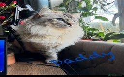 Ragdoll cats for sale: GCCF Pure Ragdoll Seal/Blue Point Lynx Mitted - Advert 32