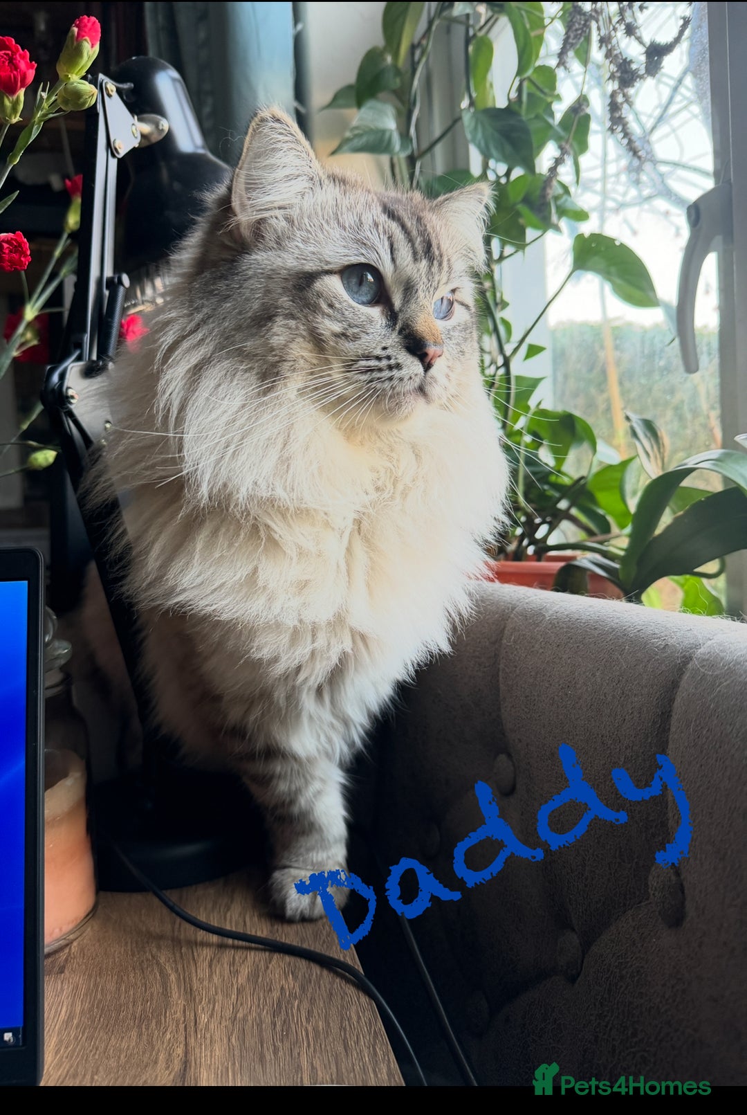 Ragdoll cats for sale: GCCF Pure Ragdoll Seal/Blue Point Lynx Mitted - Advert 32