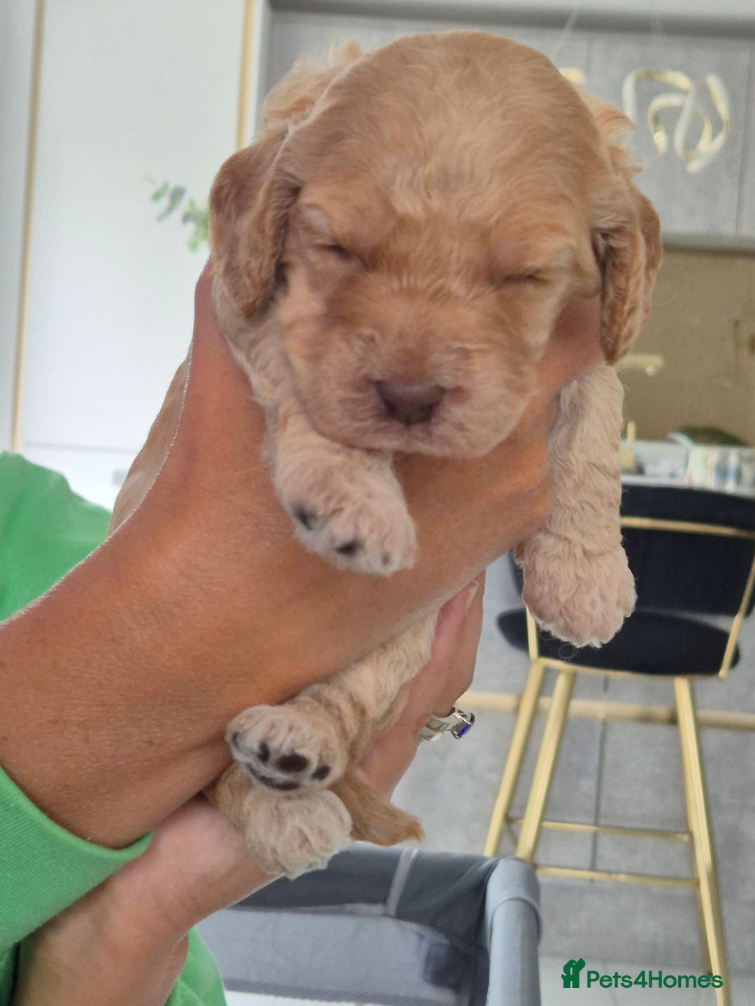 Cockapoo dogs for sale: Absolutely beautiful F1 Cockapoos  - Image 6