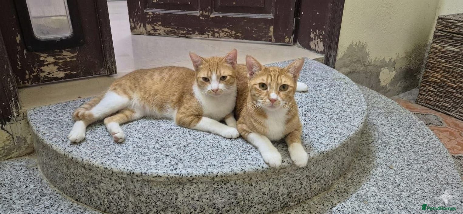 Domestic Shorthair cats Marigold & Sunflower - Advert 18