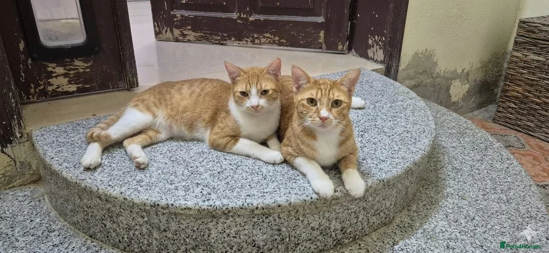 Domestic Shorthair cats for adoption: Marigold & Sunflower - Advert 1