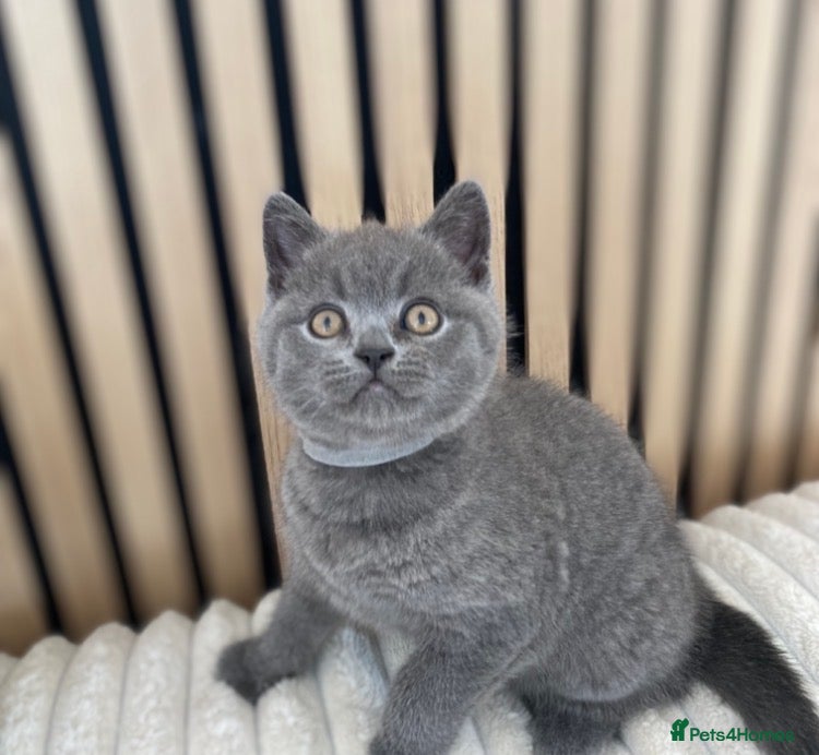 British Shorthair cats READY❤️PURE BRITISH SHORTHAIR ONE BOY LEFT  - Advert 13