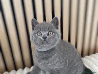 British Shorthair cats READY❤️PURE BRITISH SHORTHAIR ONE BOY LEFT - Advert 13