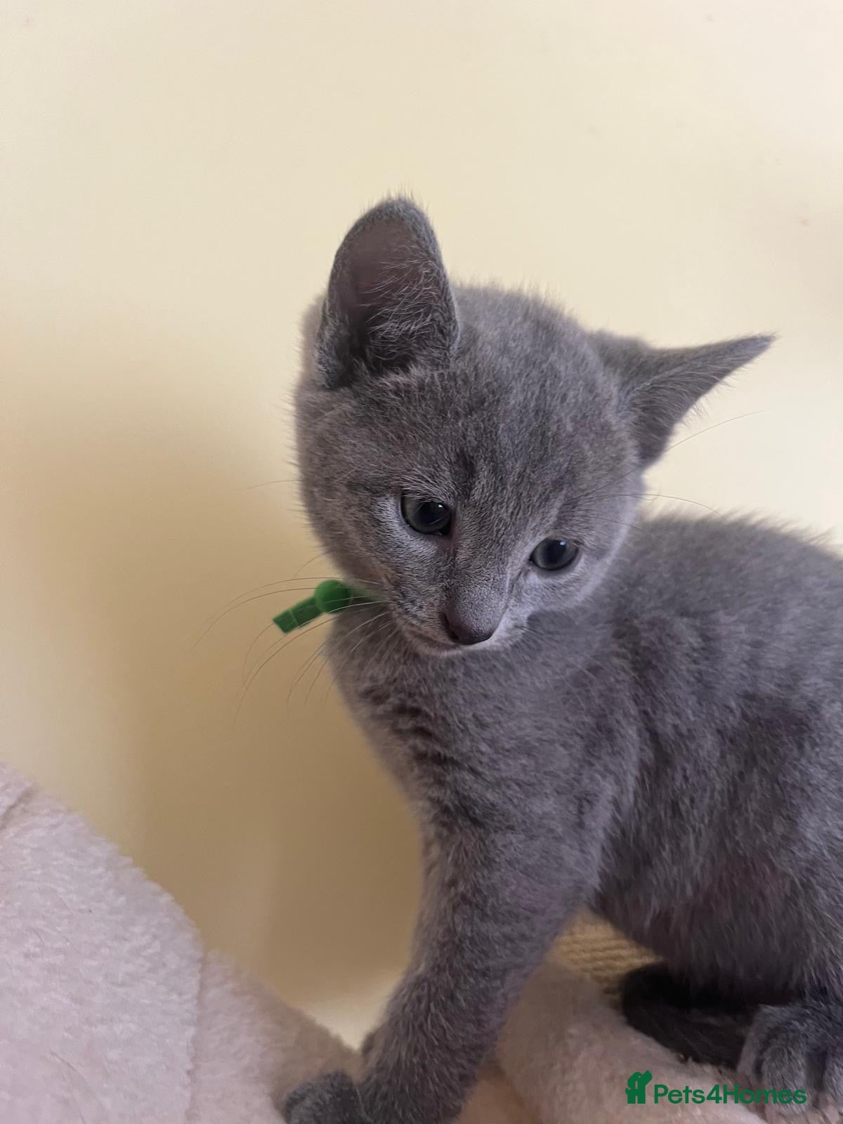 Russian Blue cats TICA REGISTERED Pure Breed Russian Blue Kittens - Advert 2