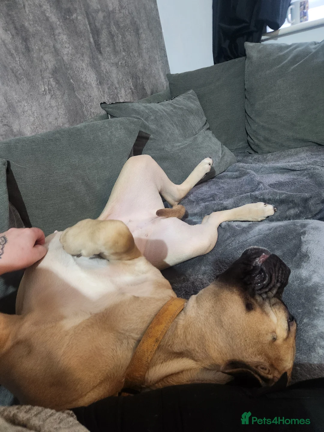 Cane Corso dogs for sale: Nearly 2 year old corso girl - Advert 3