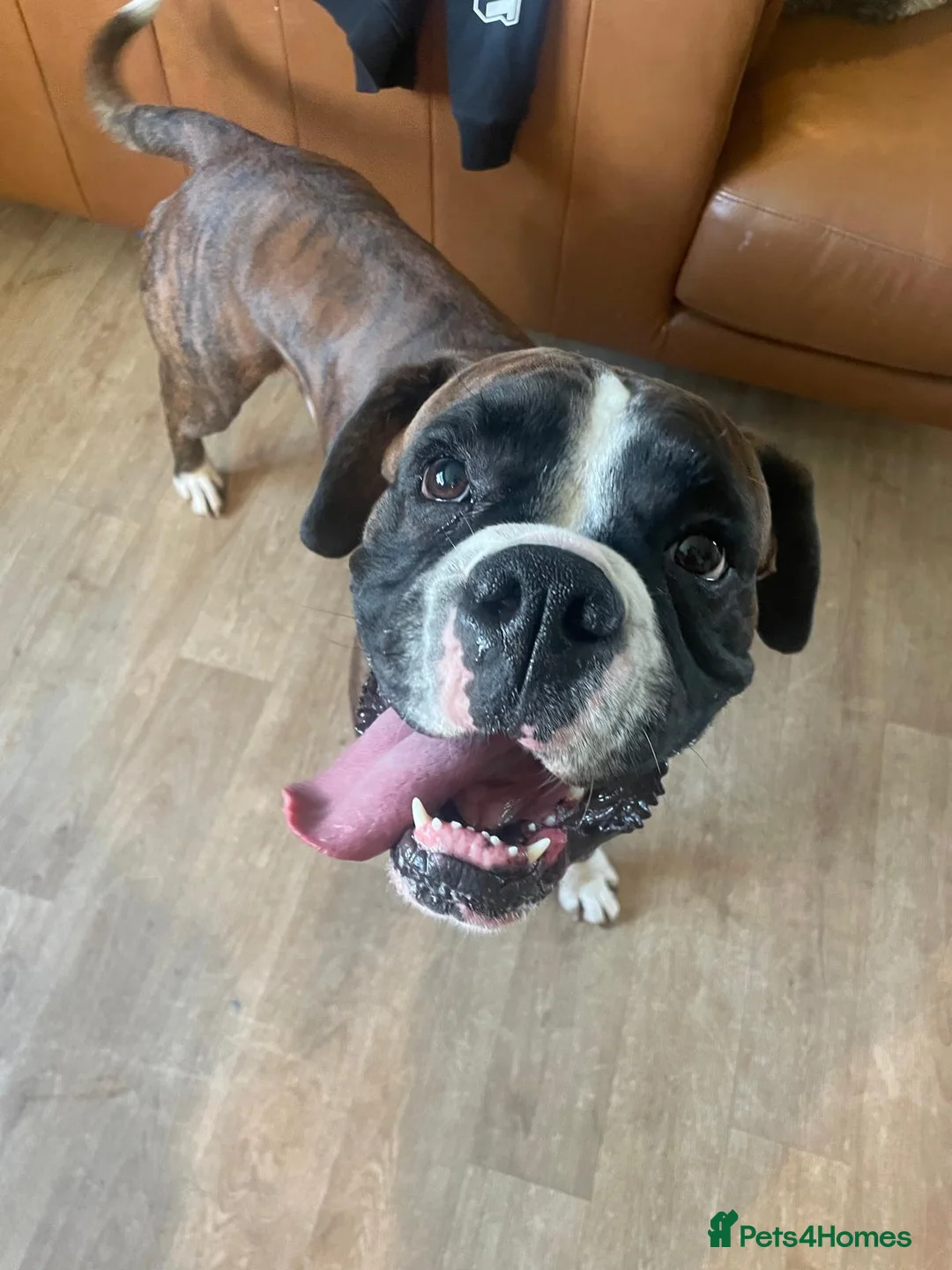 Boxer dogs for stud: Boxer for stud  - Advert 4