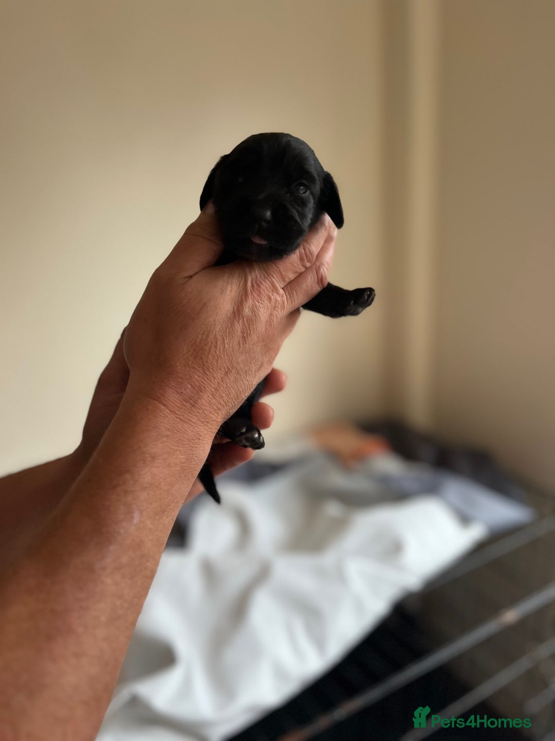 Cocker Spaniel dogs for sale: 6 adorable Cocker Spaniel pups - Image 18