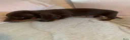 Dachshund dogs for sale: 5 dachund puppies for sale 2 boys 3 girls - Advert 21