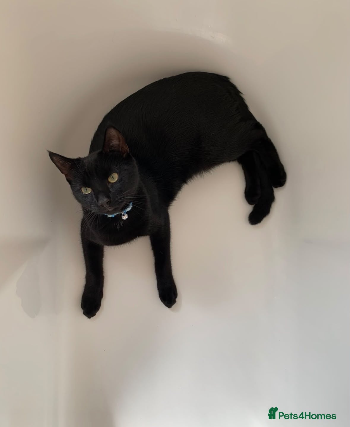 Mixed Breed cats Lovely black cat - Advert 11