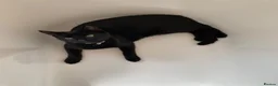 Mixed Breed cats for sale: Lovely black cat in Taunton - Advert 1
