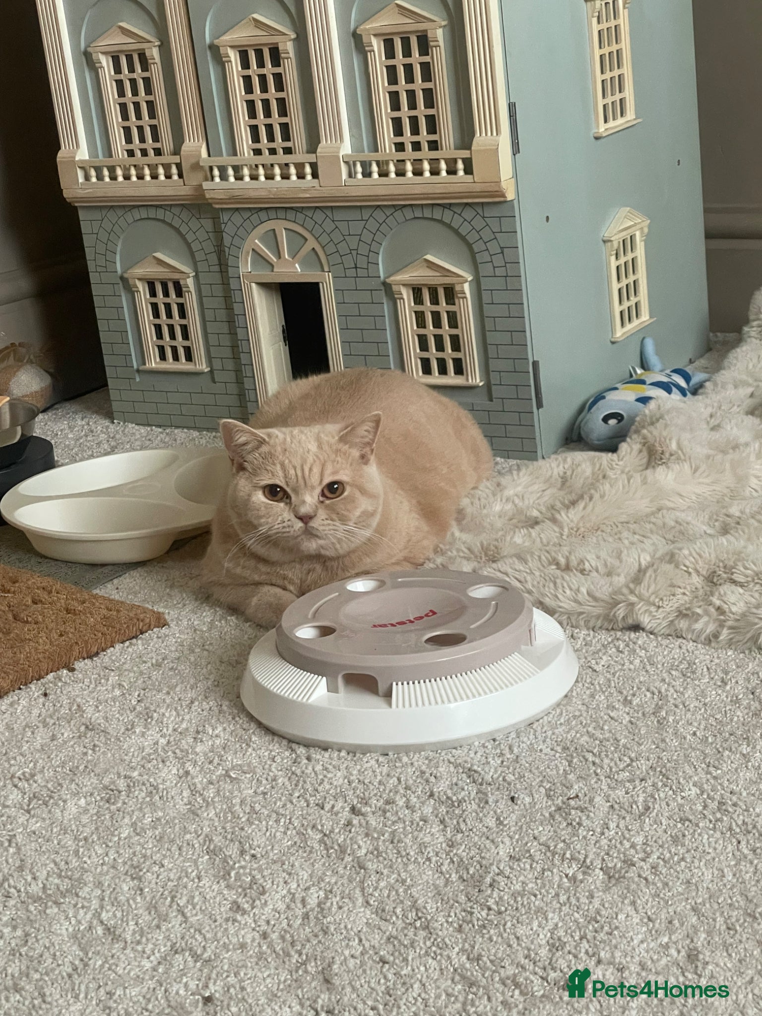 British Shorthair cats for sale: Cream British Short hair Girl - Advert 1