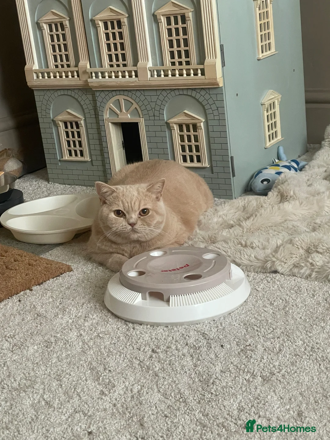 British Shorthair cats for sale: Cream British Short hair Girl - Advert 2