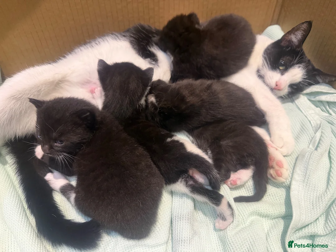 Domestic Shorthair cats for sale: All to go together with mum - Advert 7