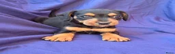 Jack Russell dogs for sale: Beautiful jack russell puppies ready now - Advert 9