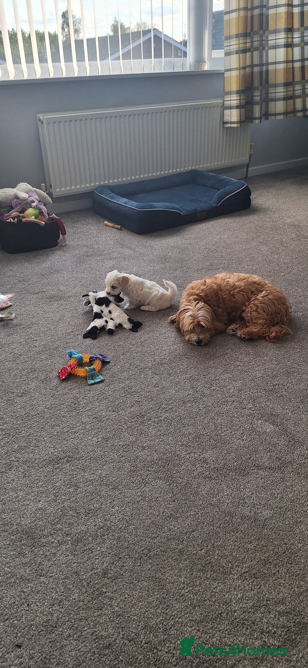 Maltipoo dogs for sale: Maltipoo puppy  - Image 3