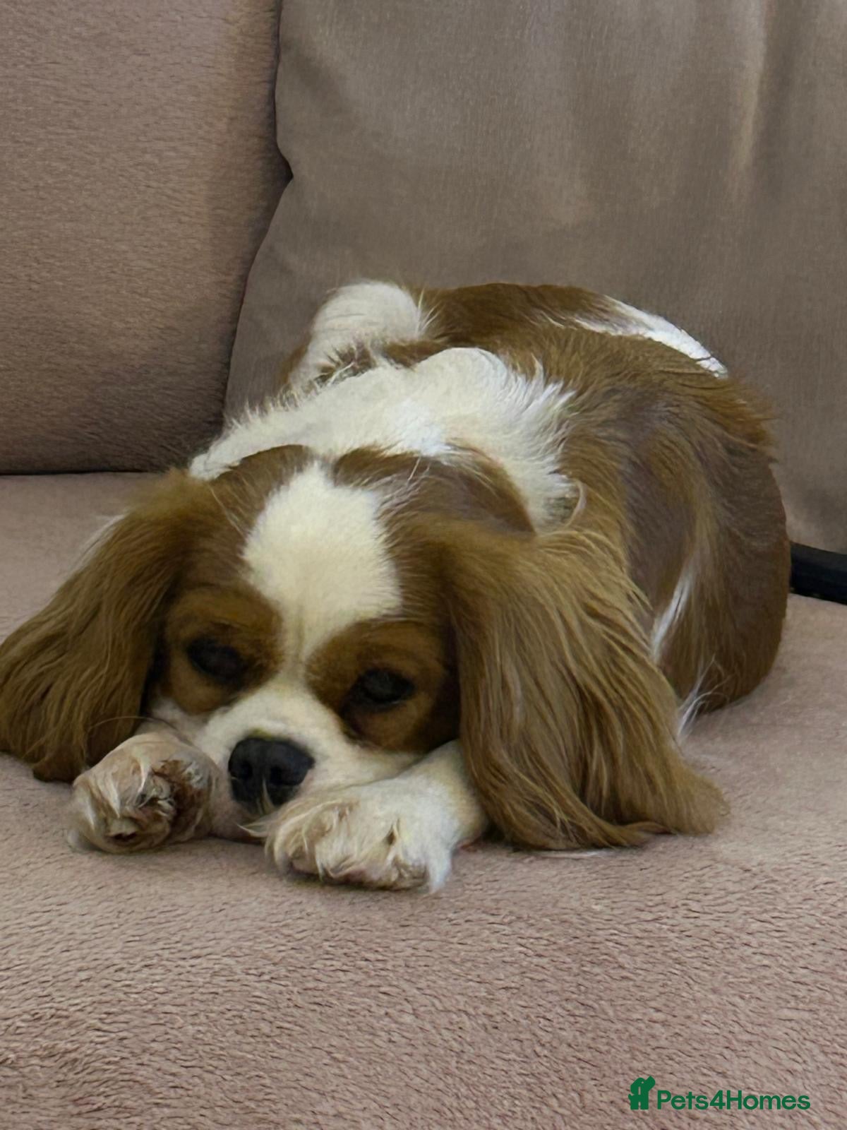 Cavalier King Charles Spaniel dogs KC CkC Puppies from Health tested parents  - Advert 1