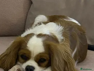 Cavalier King Charles Spaniel dogs for sale: KC CkC Puppies from Health tested parents - Advert 1