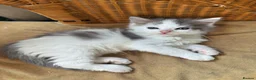 Maine Coon cats for sale: 4 beautiful fluffy Maine coons available 🥰😻 in Bury - Advert 7