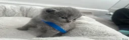 British Shorthair cats for sale: British Shorthair Kittens TICA registered  - Advert 7