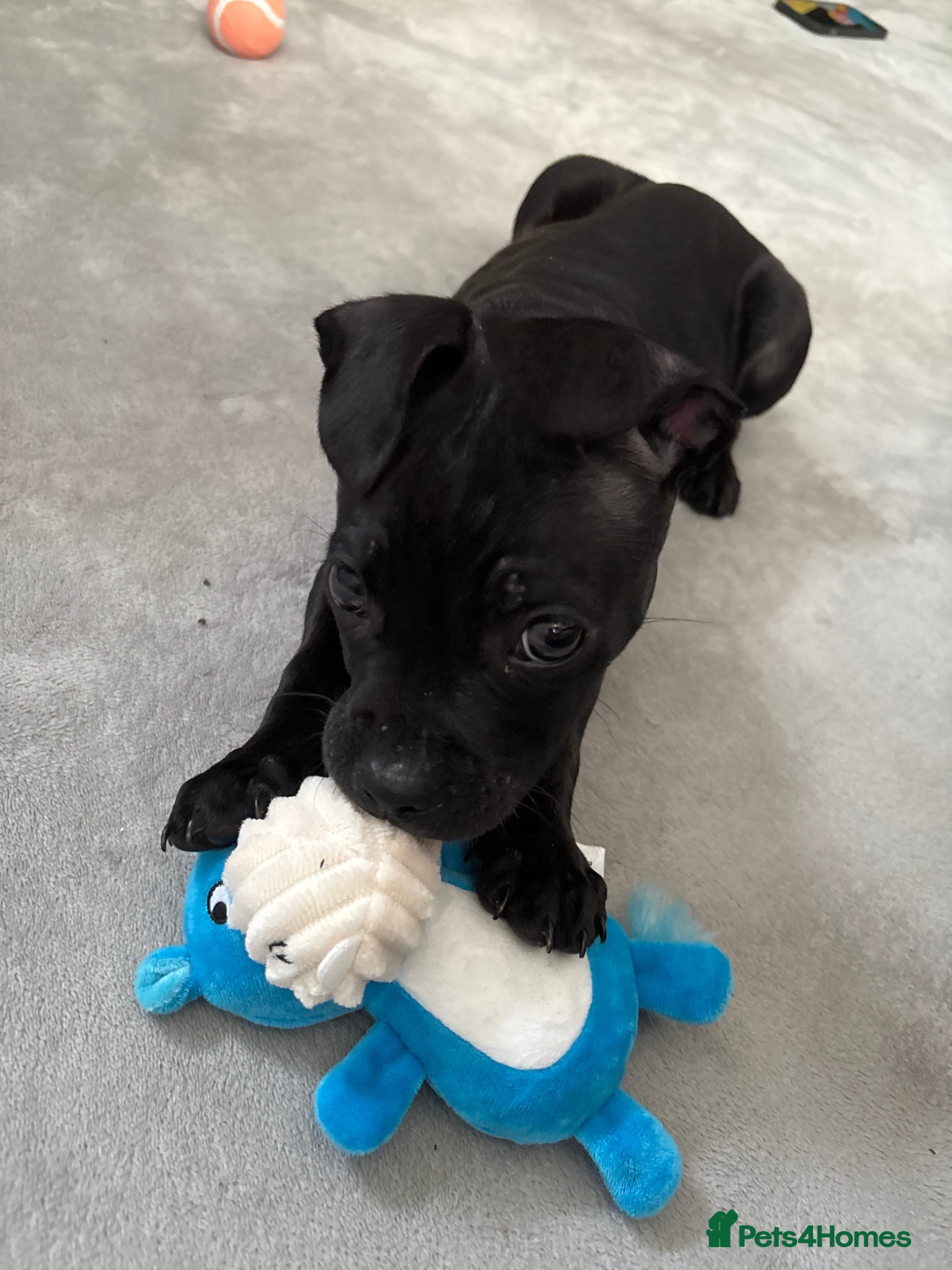 Mixed Breed dogs Male  American Bull Staffy X French BullDog - Advert 1