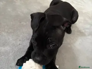 Mixed Breed dogs Male American Bull Staffy X French BullDog - Advert 1