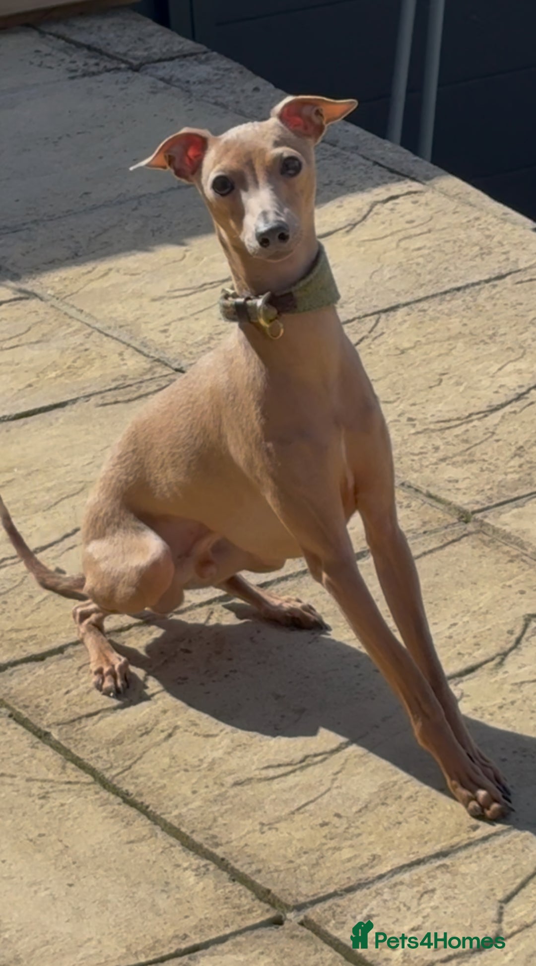 Italian Greyhound dogs for stud: MR MILO AT STUD ( HEALTH TESTED ) in Batley - Image 4