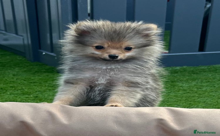 Pomeranian dogs - Advert 16