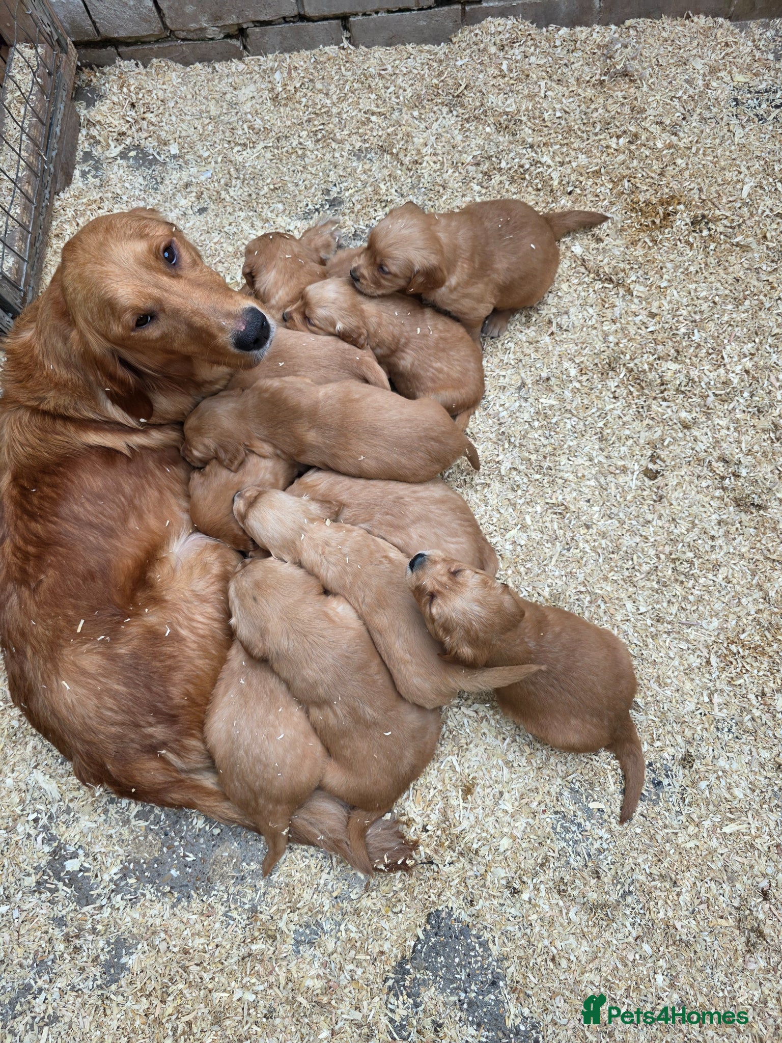 Golden Retriever dogs Kc registered dark red pups - Advert 2