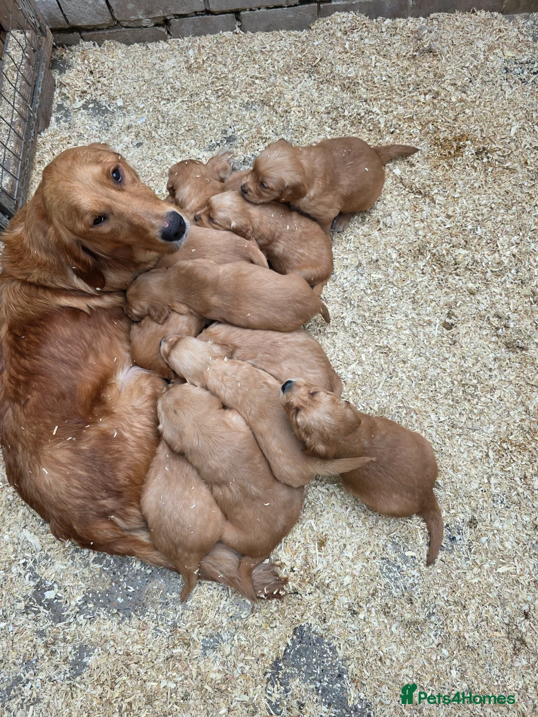 Golden Retriever dogs for sale: Kc registered dark red pups - Advert 2