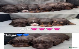 Cocker Spaniel dogs for sale: Cocker spaniel puppies for sale - Image 27