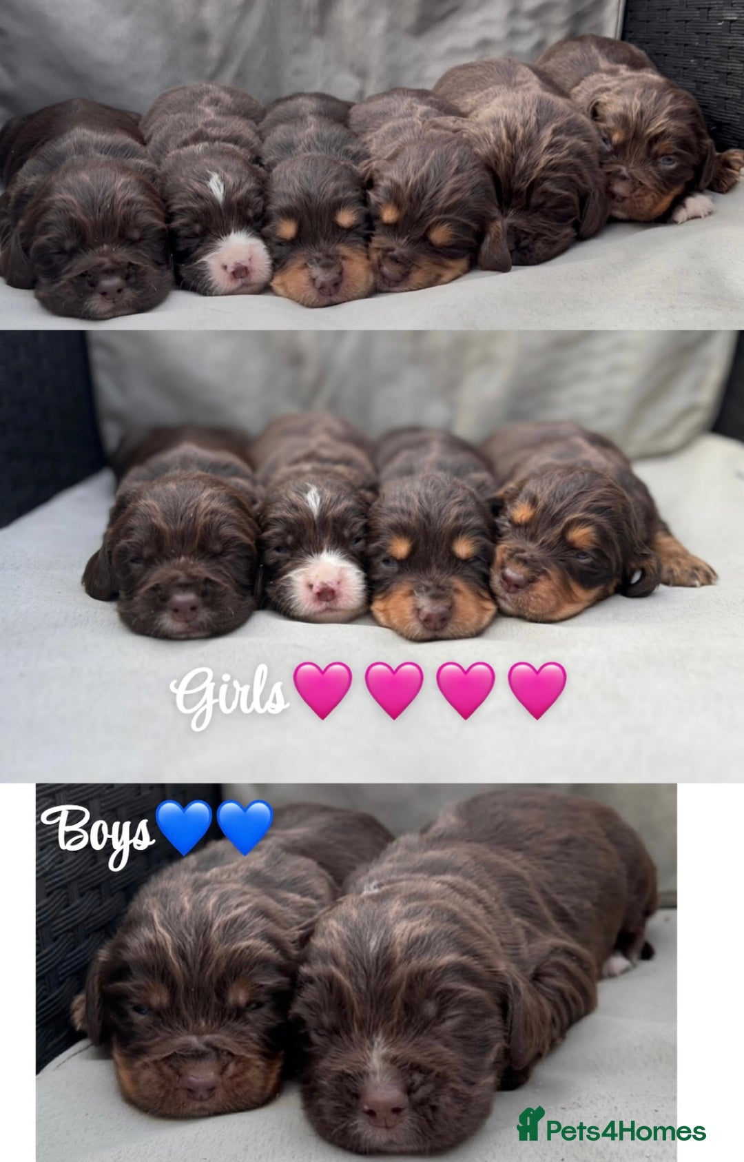 Cocker Spaniel dogs for sale: Cocker spaniel puppies for sale - Image 27