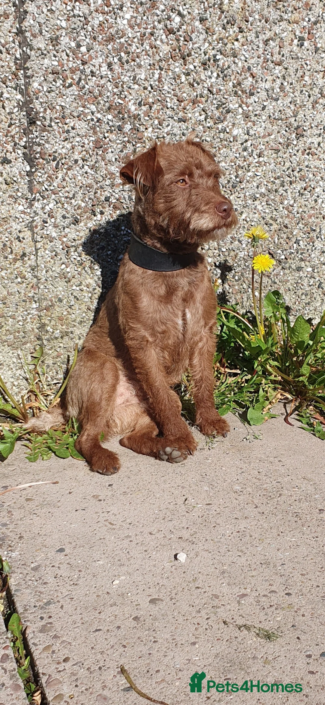 Patterdale Terrier dogs for sale: Patterdale pup - Advert 11