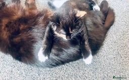 Mixed Breed cats for sale: Delightful mix-breed Siamese-black tabby-kittens - Image 9