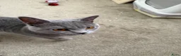 British Shorthair cats for sale: British blue male  - Advert 3