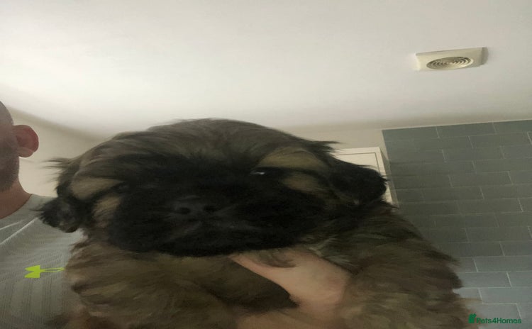Shih Tzu dogs - Advert 4