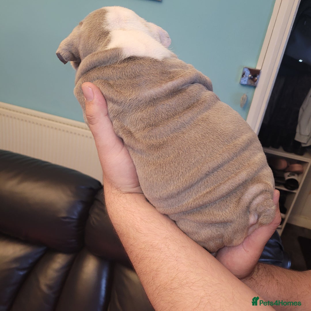 English Bulldog dogs for sale: English Bulldog puppies  - Image 10