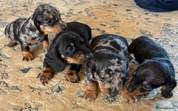 Miniature Dachshund dogs for sale: Silver dapple miniature dachshund dog - Image 4