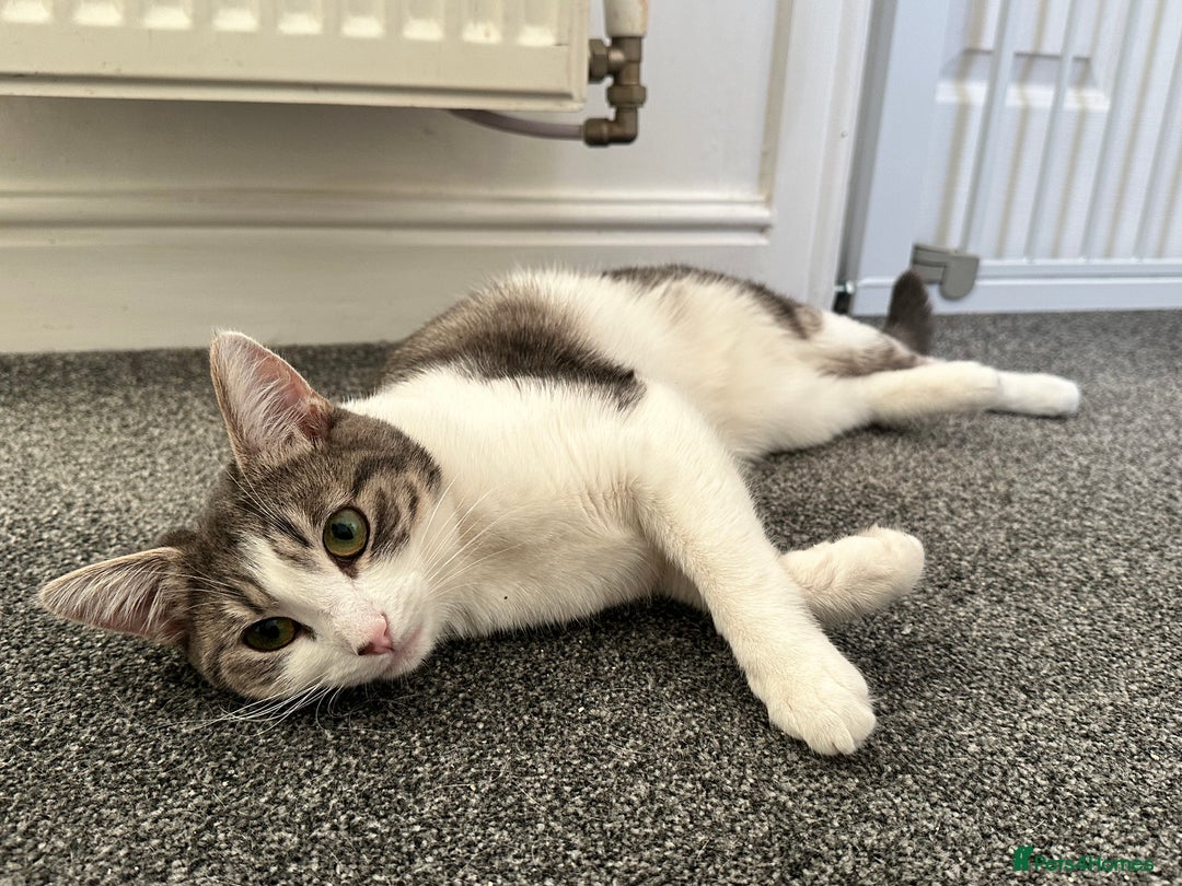 British Shorthair cats for sale: Two British short haired cats for sale  - Advert 5