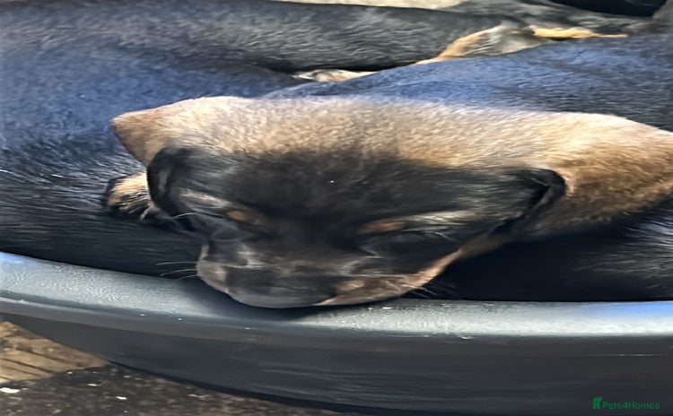 Dachshund dogs - Advert 8