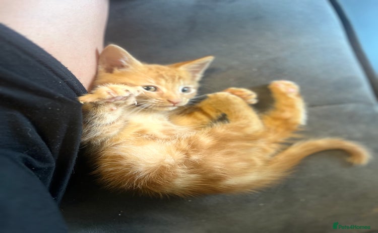 Mixed Breed cats - Advert 1