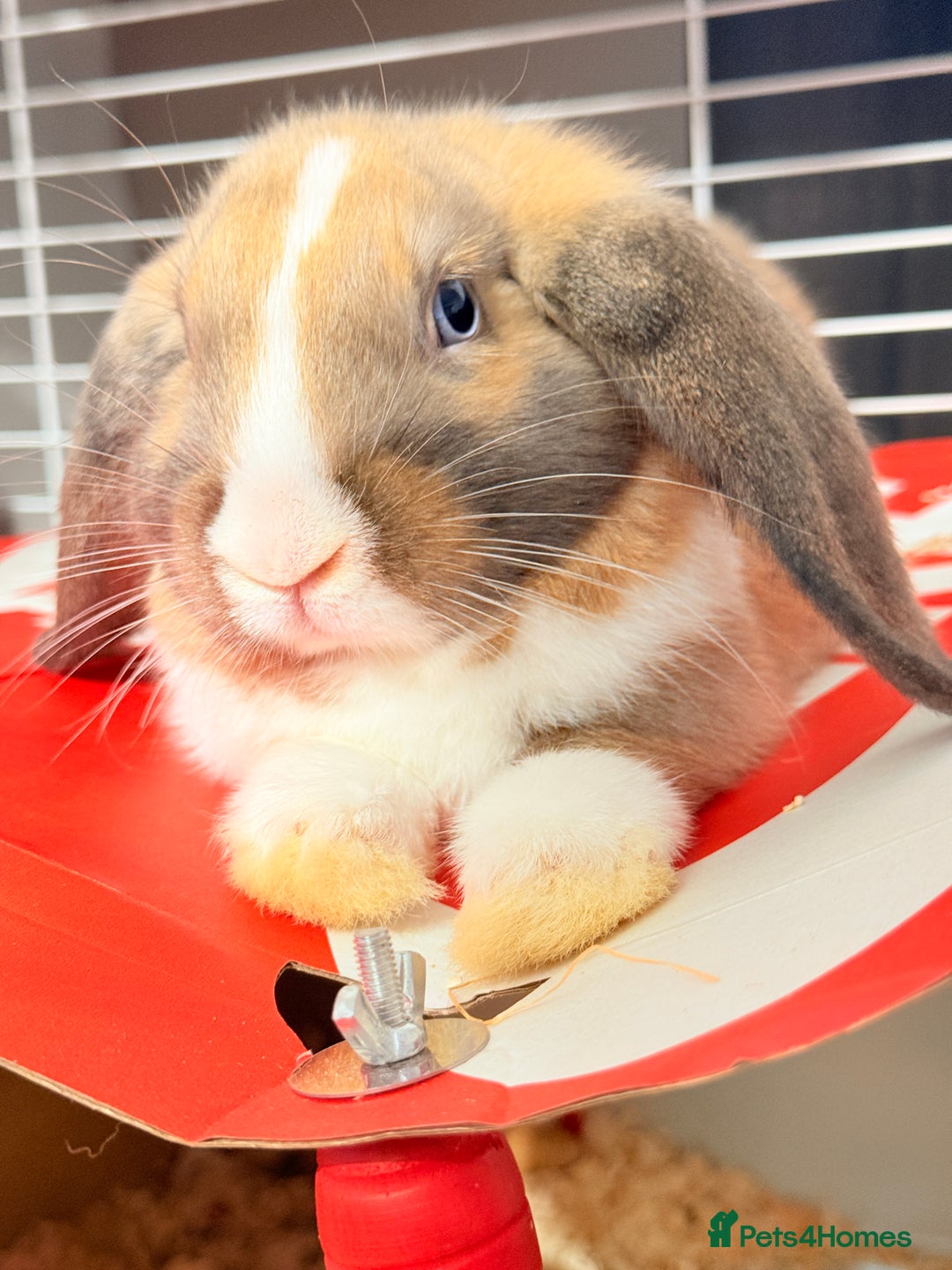 Mixed Breed rabbits for sale: Rabbits for rehoming - Advert 3