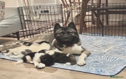 Akita dogs for sale: Quality Family Raised American Akita Puppies - Image 5