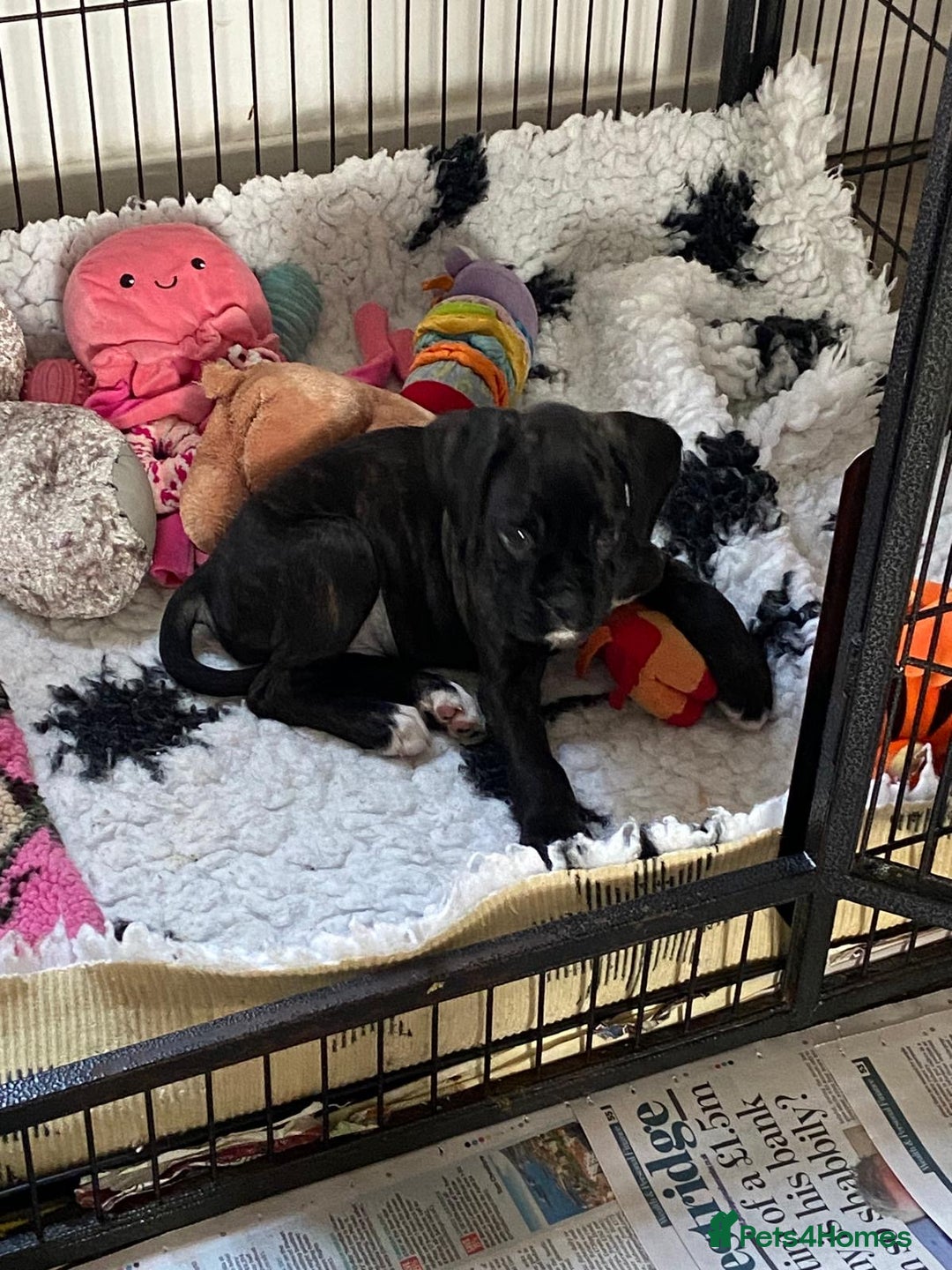 Boxer dogs for sale: Boxer puppies - Advert 3